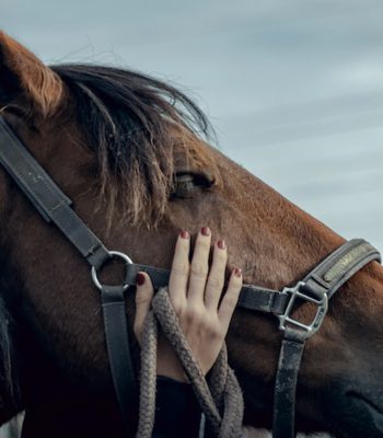 troubles-comportement-animaux